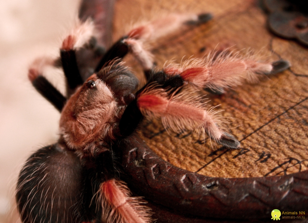 Содержание Brachypelma boehmei + Личный опыт